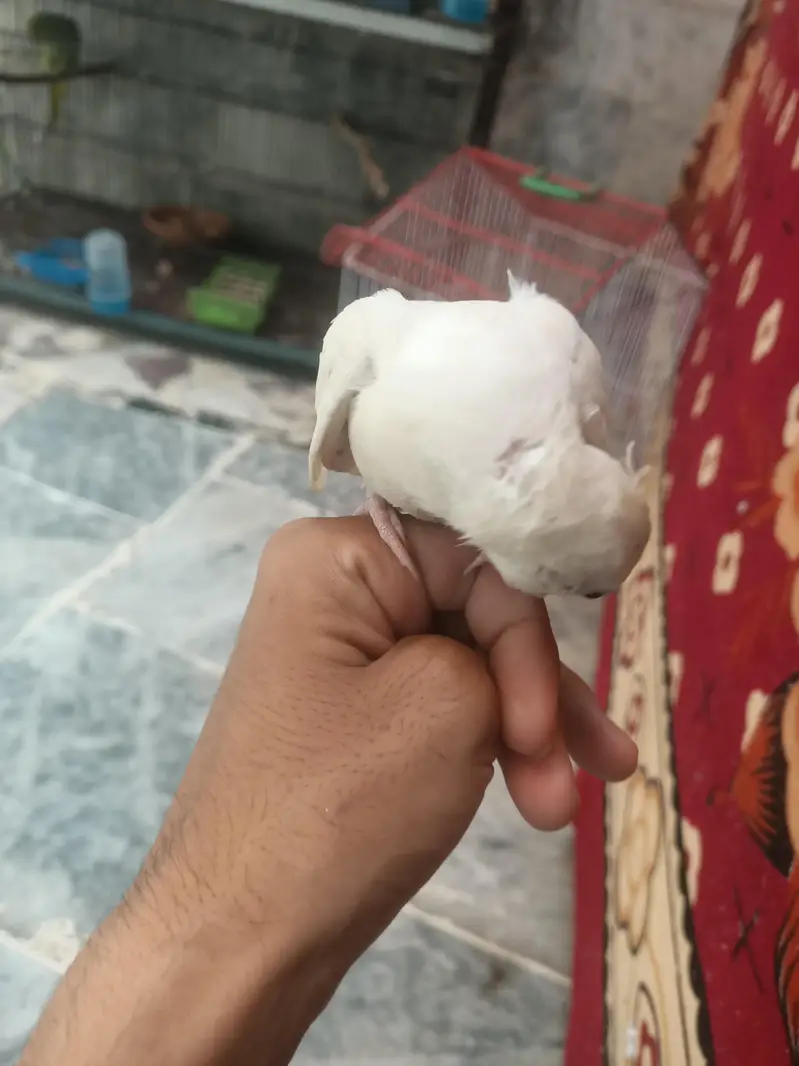 hantame cockatiel — photo 4