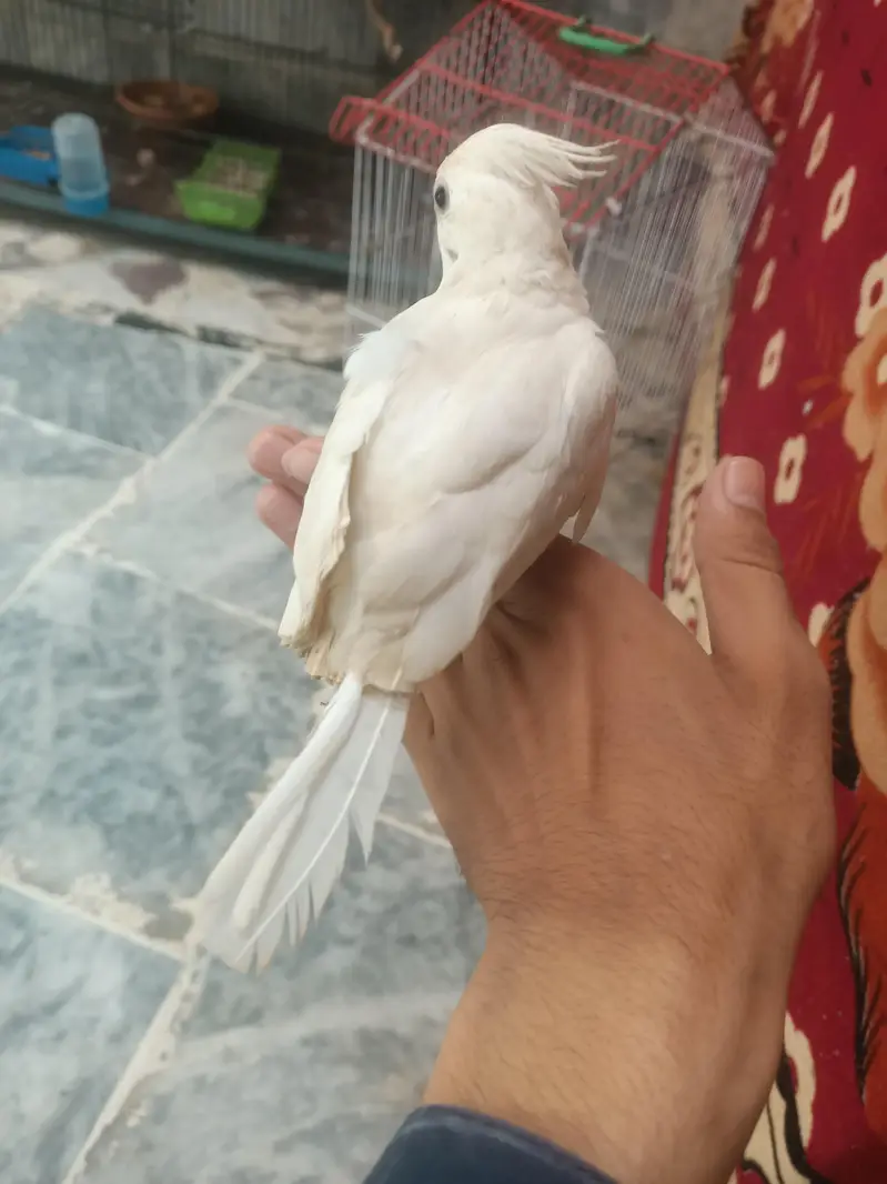 hantame cockatiel — photo 5