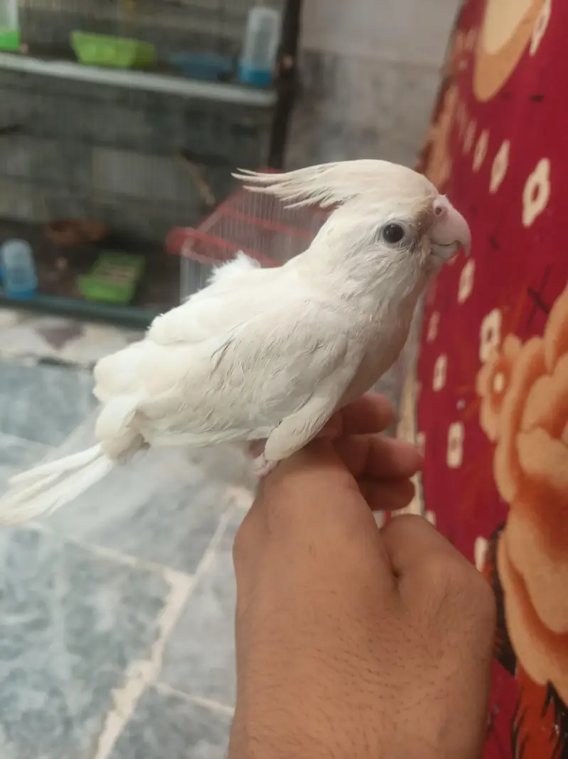 hantame cockatiel — photo 6