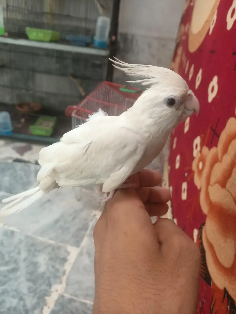 hantame cockatiel — photo 7