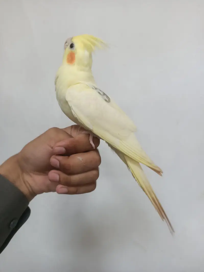 hantame cockatiel — photo 8