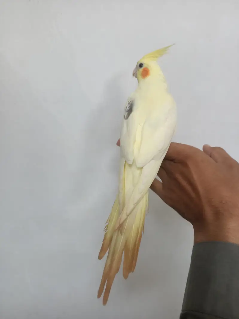 hantame cockatiel — photo 9