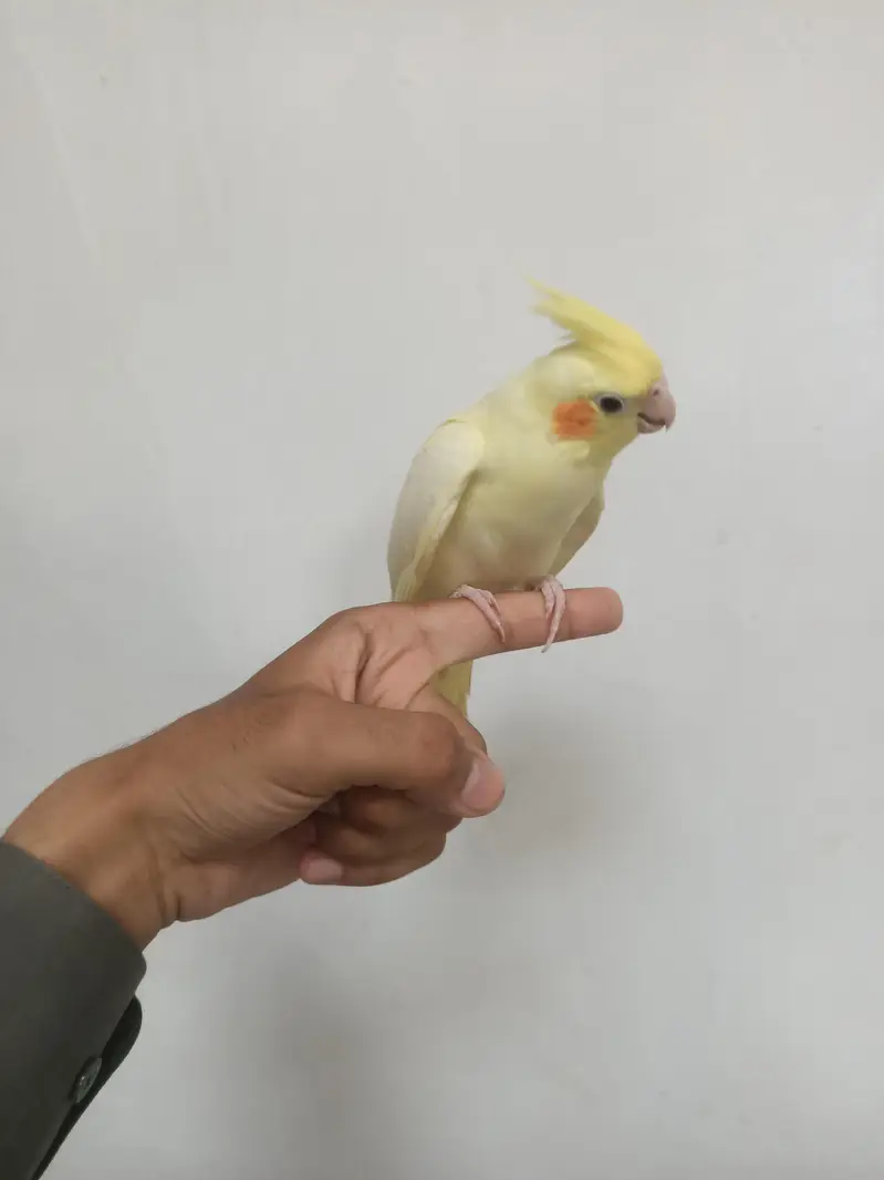 hantame cockatiel — photo 10