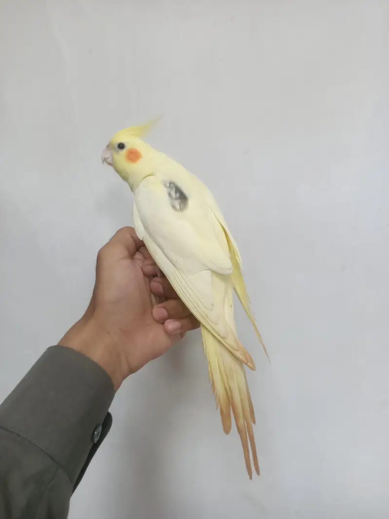 hantame cockatiel — photo 11