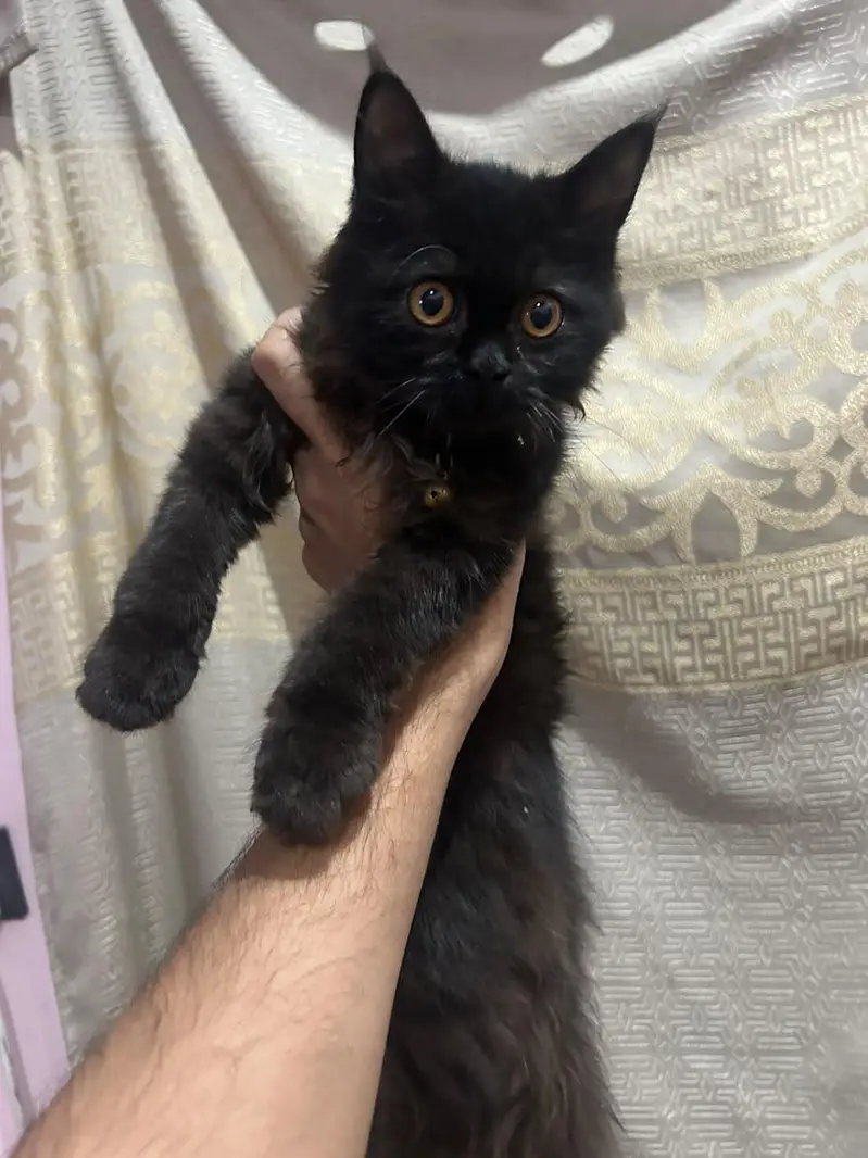 Persian Cat 