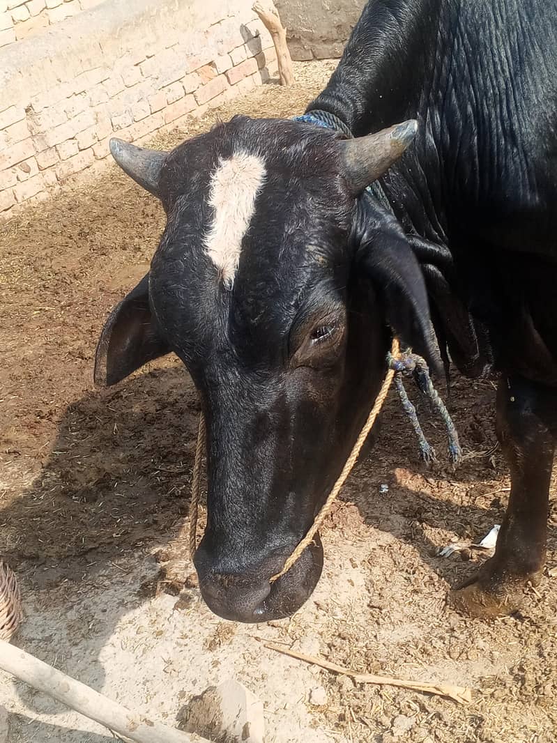 اسٹریلین 0