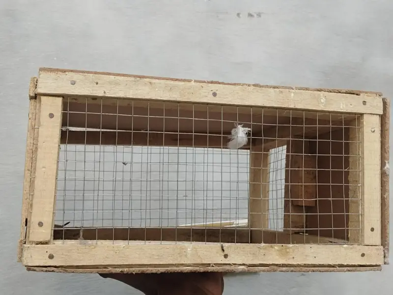 Cargo box for raw parrot — photo 3