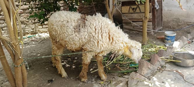 bakri sheep