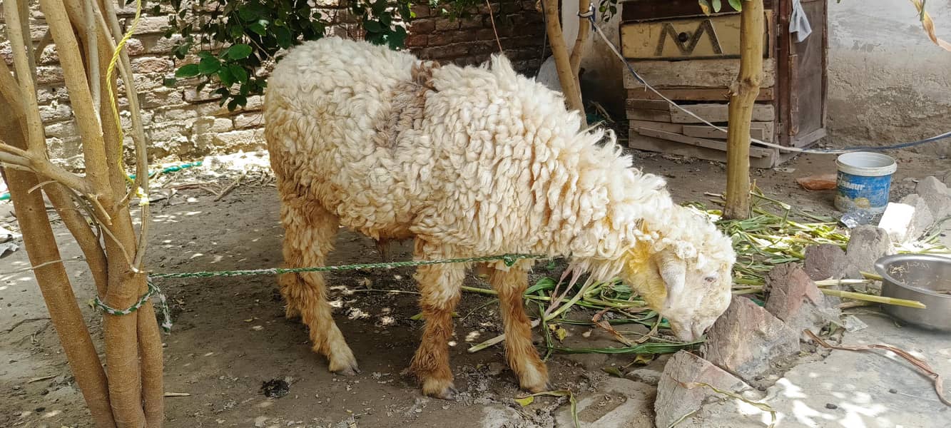 bakri sheep 1