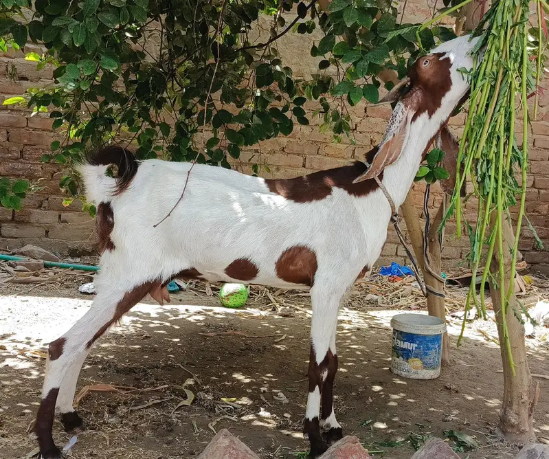 bakri sheep — photo 3