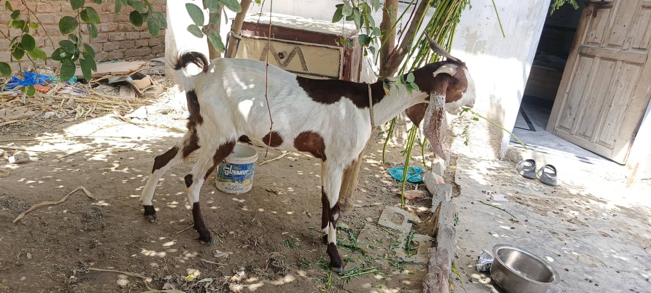 bakri sheep 3