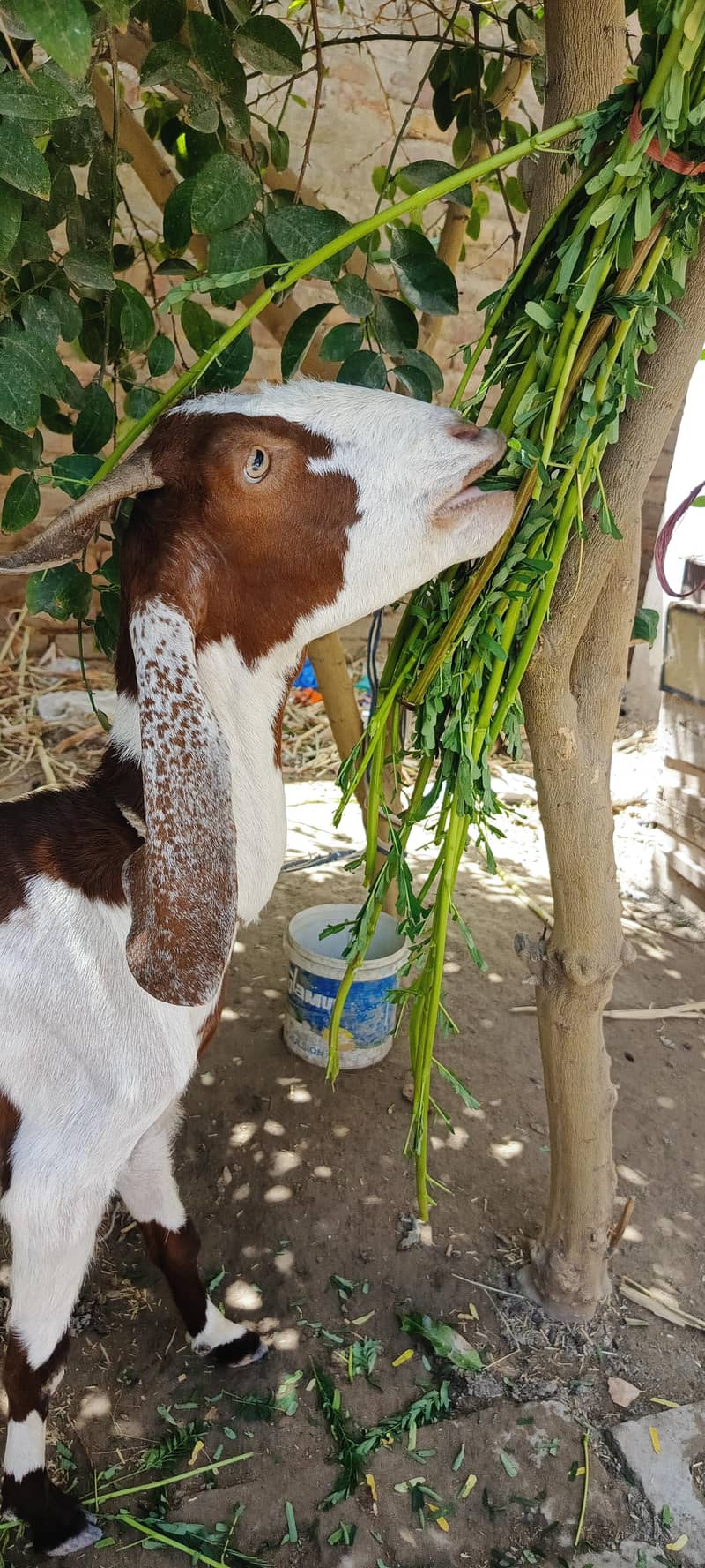 bakri sheep 4