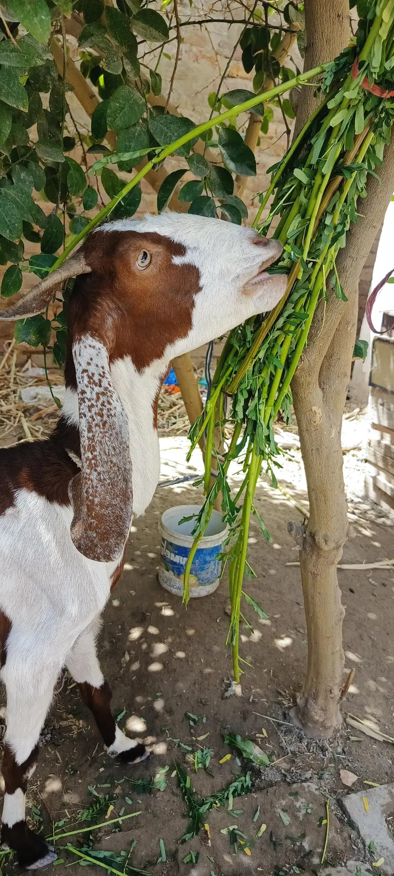 bakri sheep — photo 5