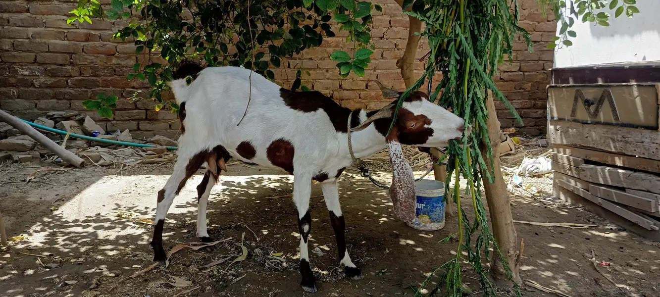 bakri sheep — photo 6