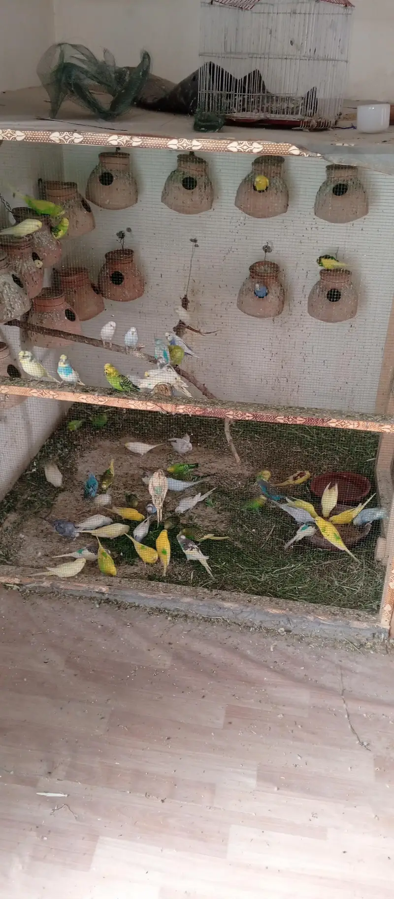 Australian Parrot — photo 2