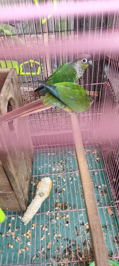 Green Chick Conure Bread Pair