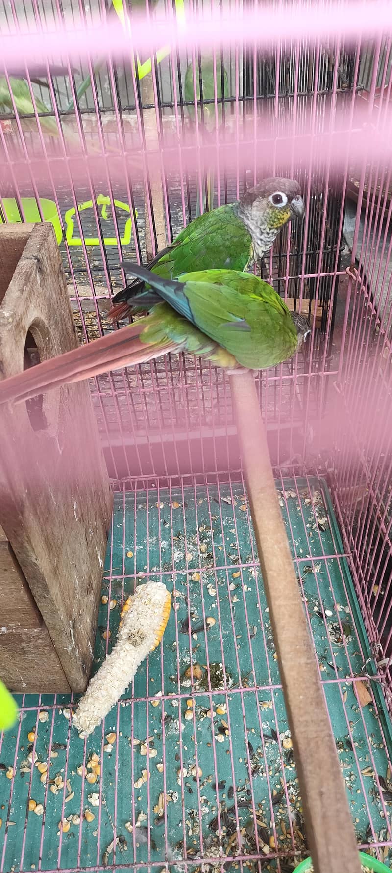 Green Chick Conure Bread Pair 0