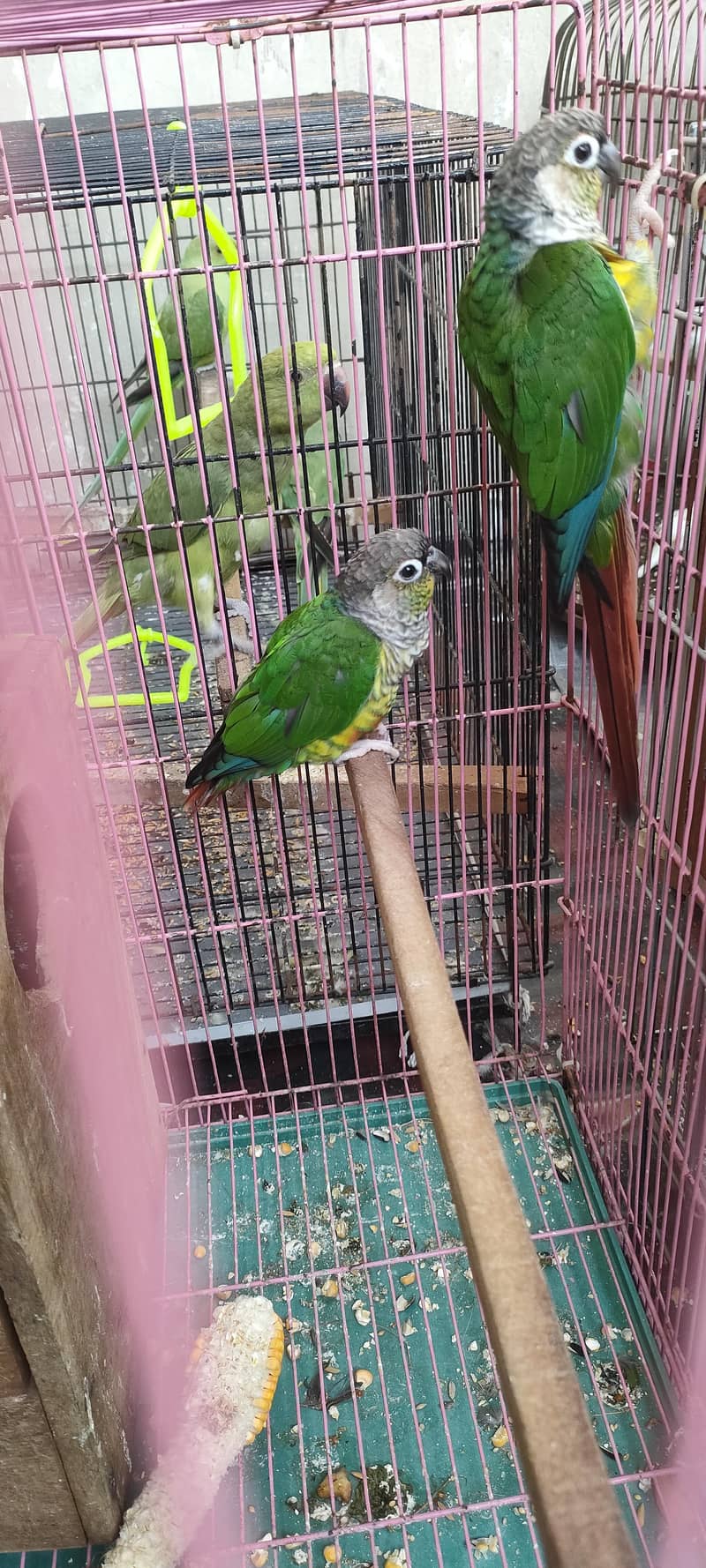 Green Chick Conure Bread Pair 1