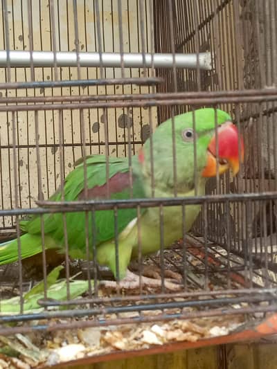 Raw Parrot Talking Bird