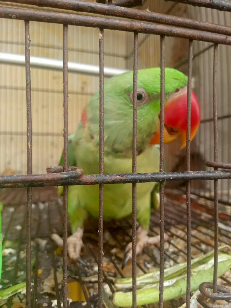 Raw Parrot Talking Bird — photo 2