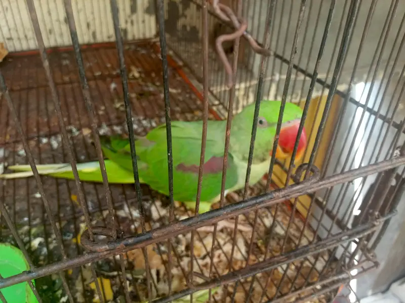Raw Parrot Talking Bird — photo 3