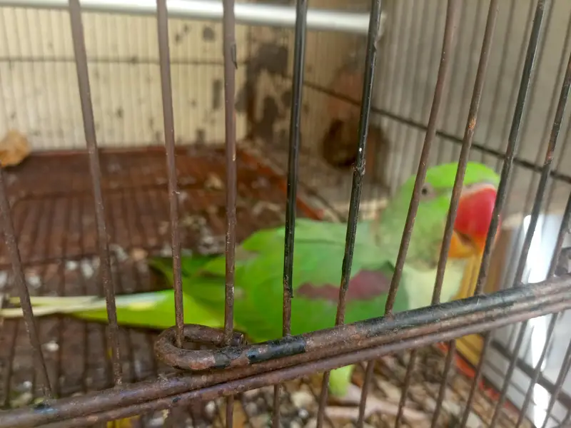Raw Parrot Talking Bird — photo 4