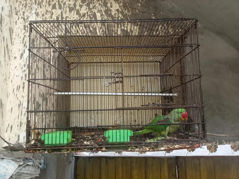 Raw Parrot Talking Bird — photo 5
