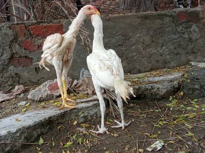 chicks amd murghy for sale