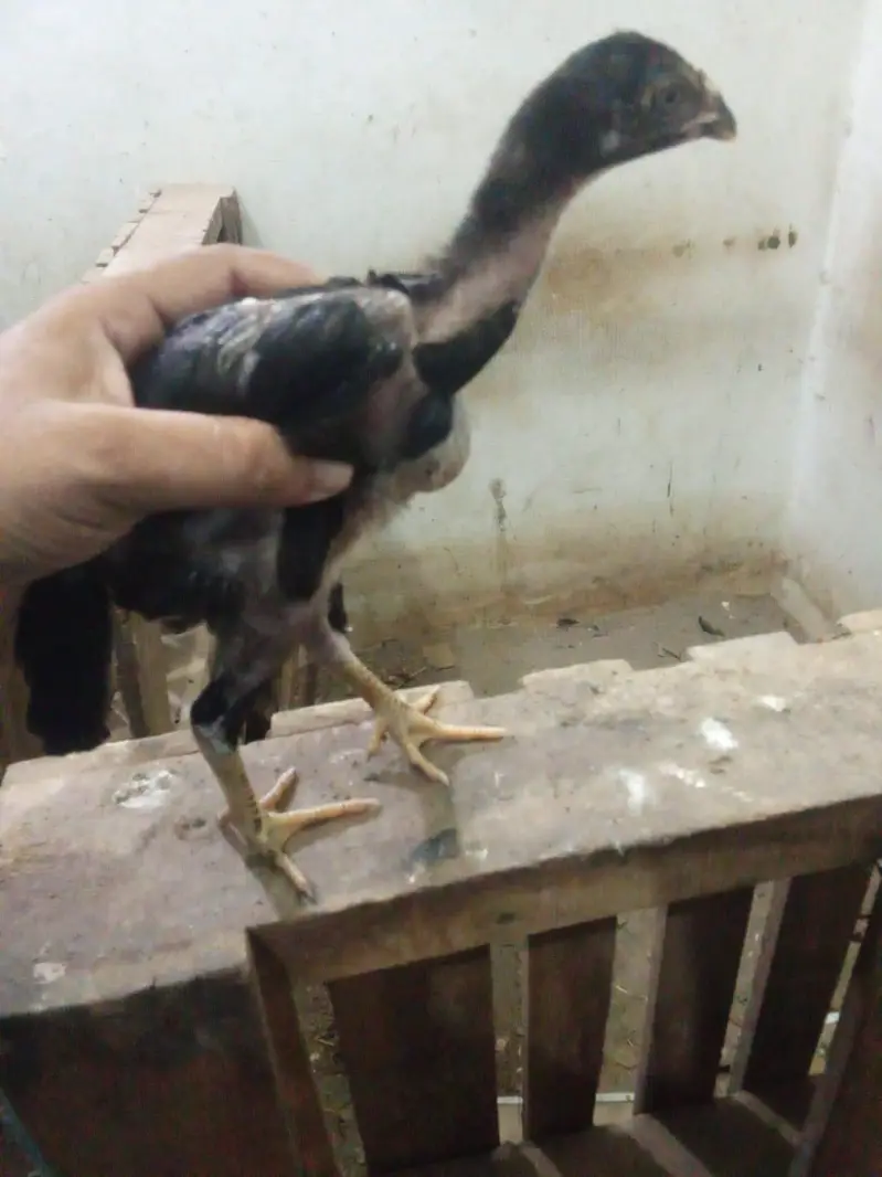 chicks amd murghy for sale — photo 2
