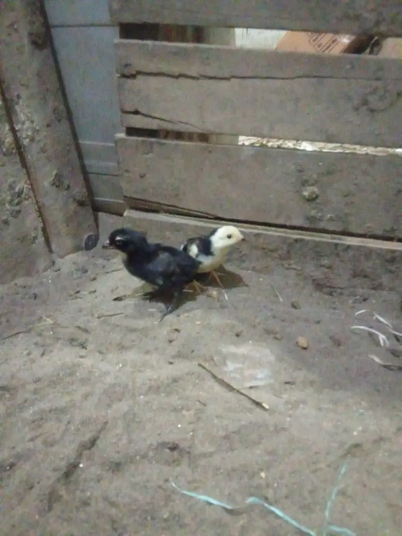 chicks amd murghy for sale — photo 3