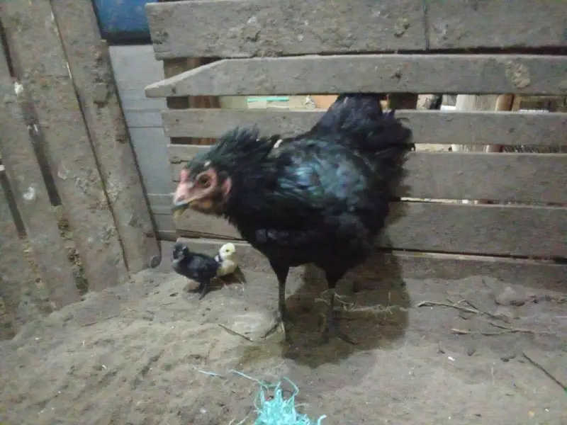 chicks amd murghy for sale — photo 4
