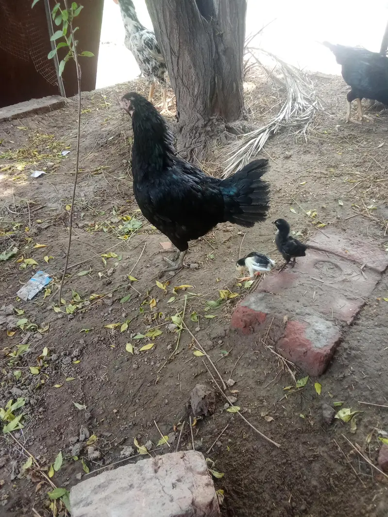 chicks amd murghy for sale — photo 5