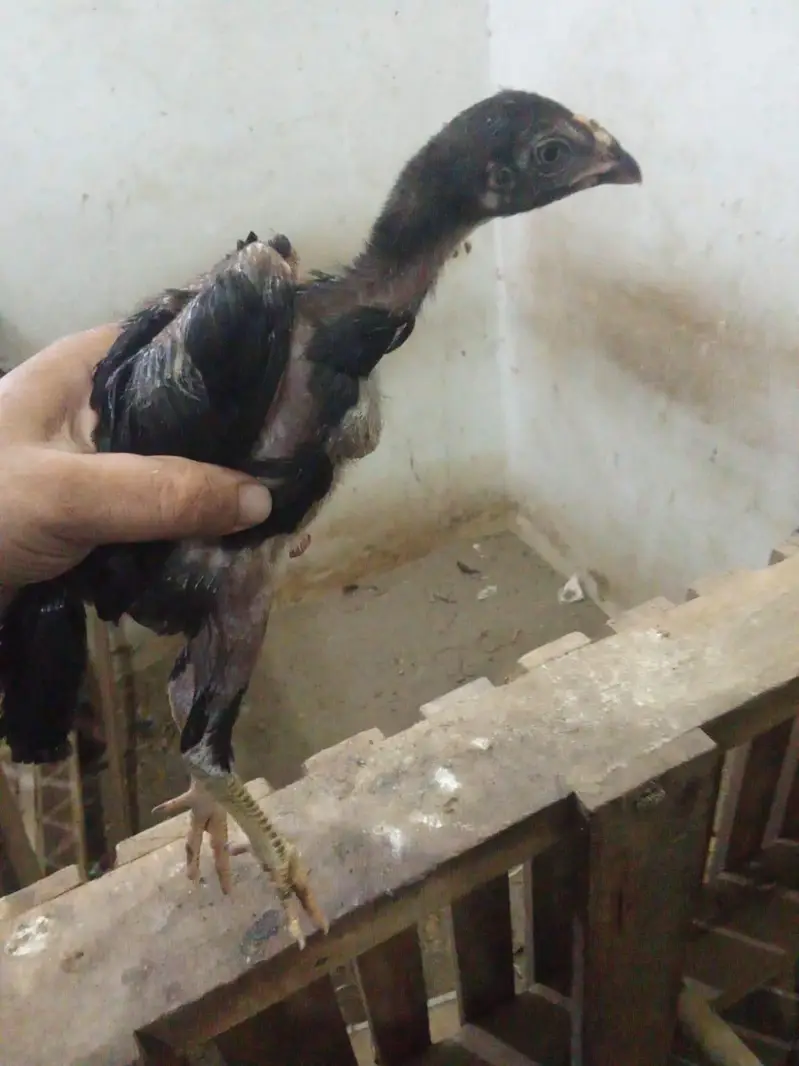 chicks amd murghy for sale — photo 6