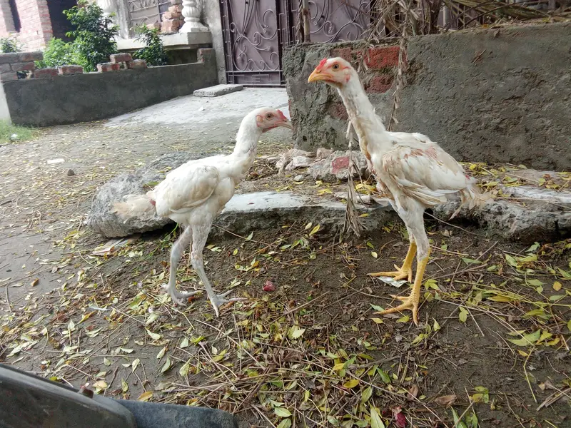 chicks amd murghy for sale — photo 7