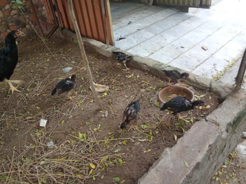 chicks amd murghy for sale — photo 8
