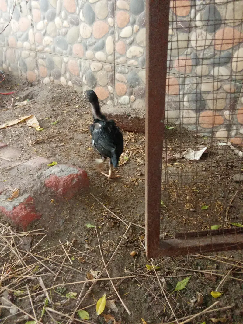 chicks amd murghy for sale — photo 9