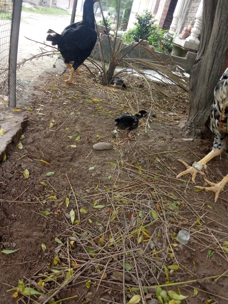chicks amd murghy for sale — photo 10