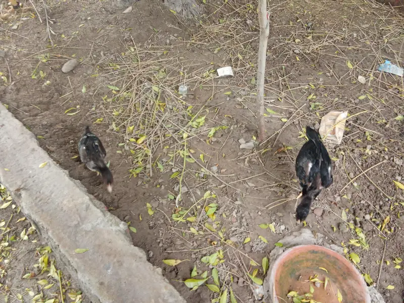 chicks amd murghy for sale — photo 11