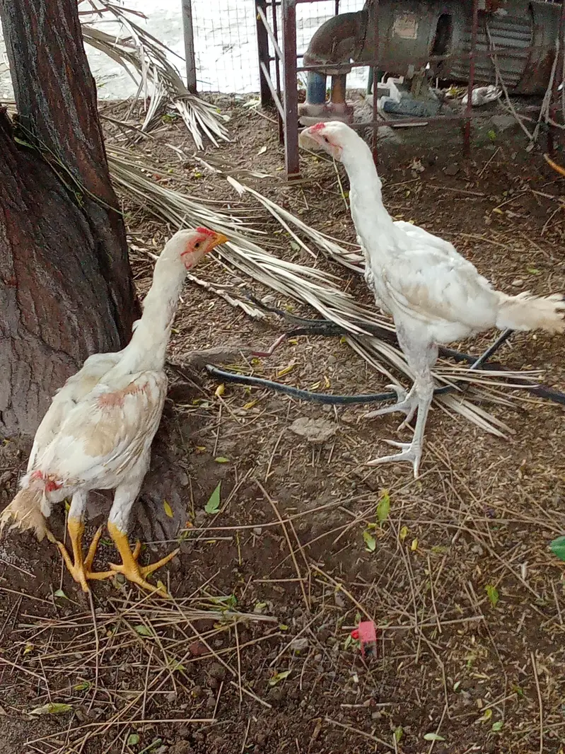 chicks amd murghy for sale — photo 12