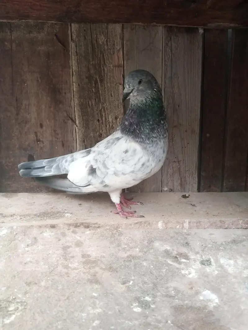 Silvar kabutar — photo 2