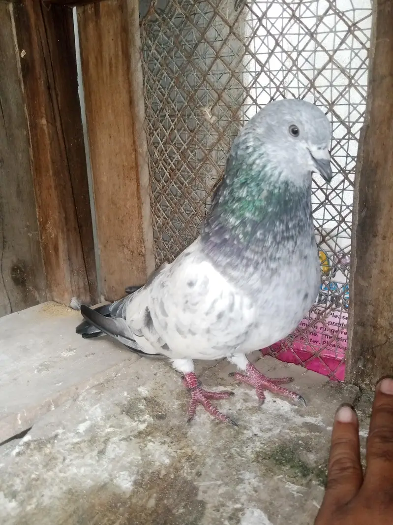 Silvar kabutar — photo 3
