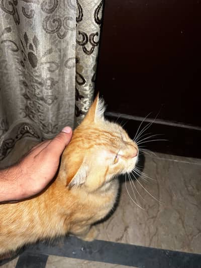 cat seller