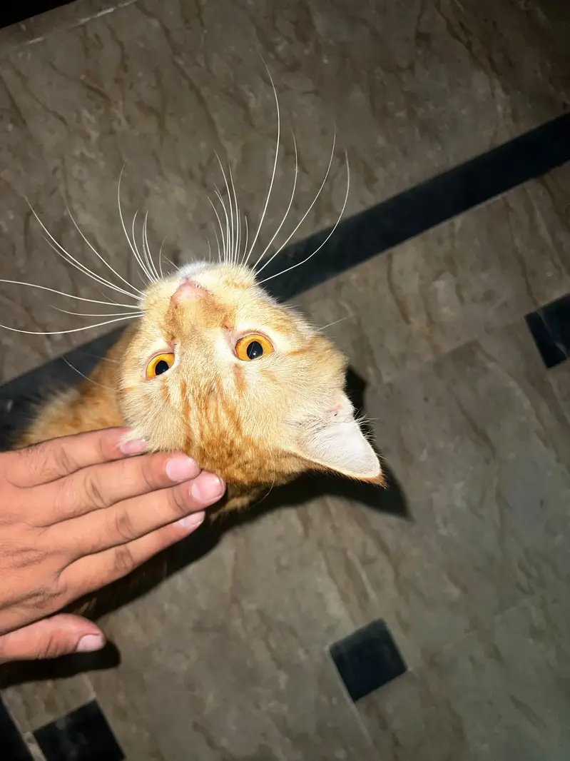 cat seller — photo 2
