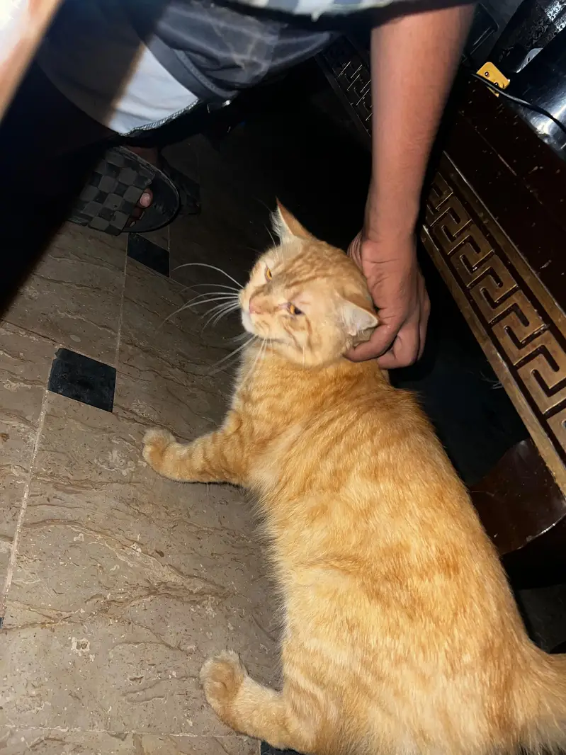 cat seller — photo 4