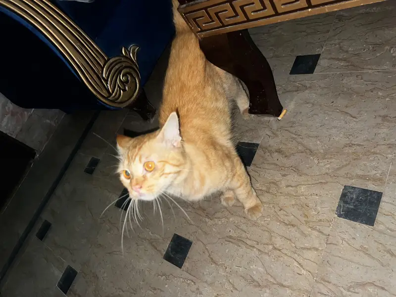 cat seller — photo 5
