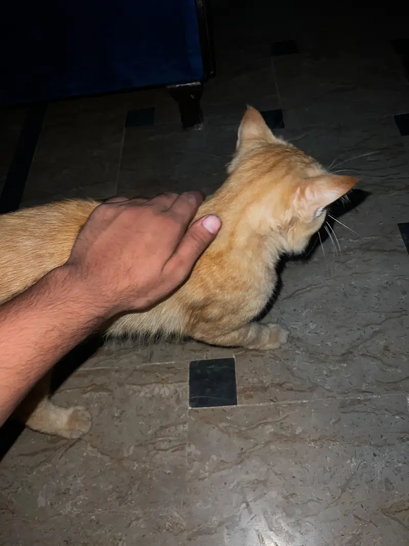cat seller — photo 6