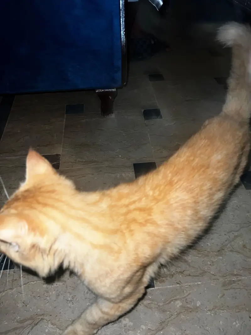 cat seller — photo 7