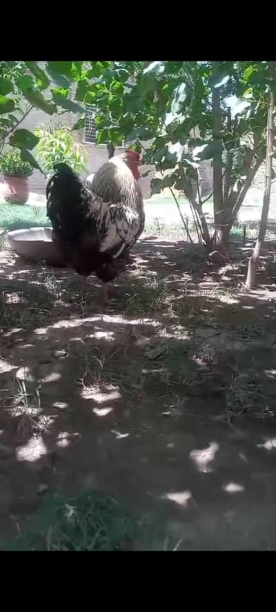 silver laced wyandotte 2 male for sale 03147099297