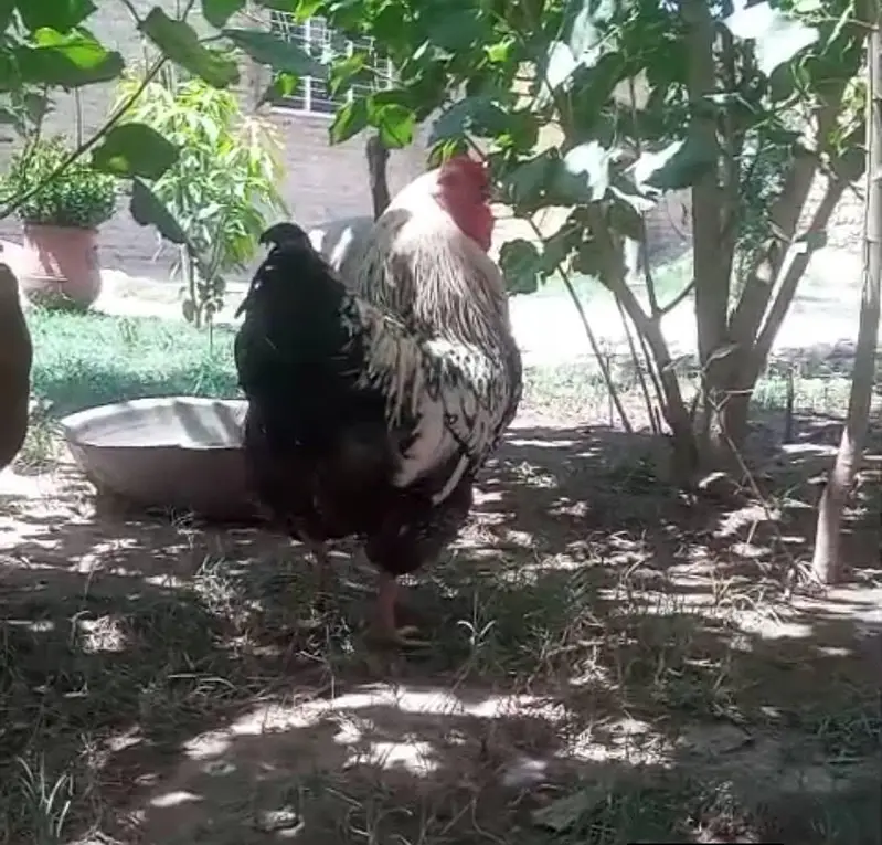 silver laced wyandotte 2 male for sale 03147099297 — photo 2
