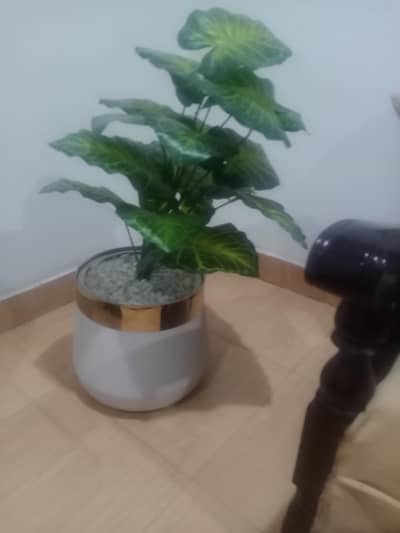 lamp and plant